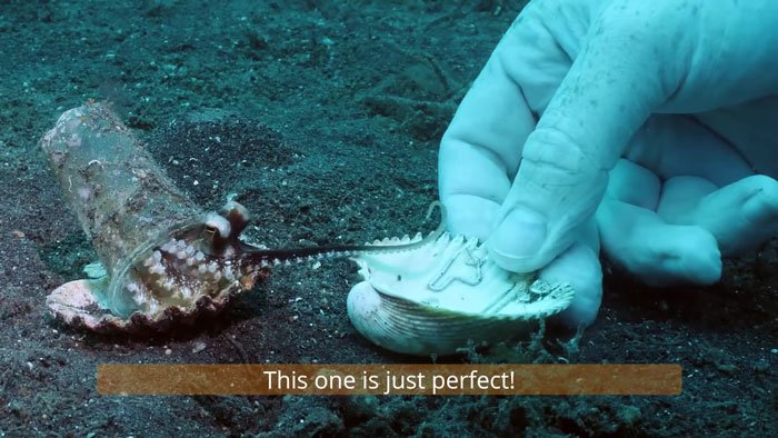 diver-trades-shell-with-octopus