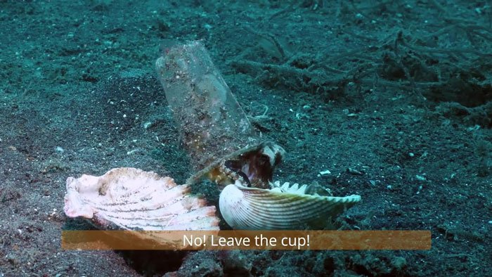diver-trades-shell-with-octopus