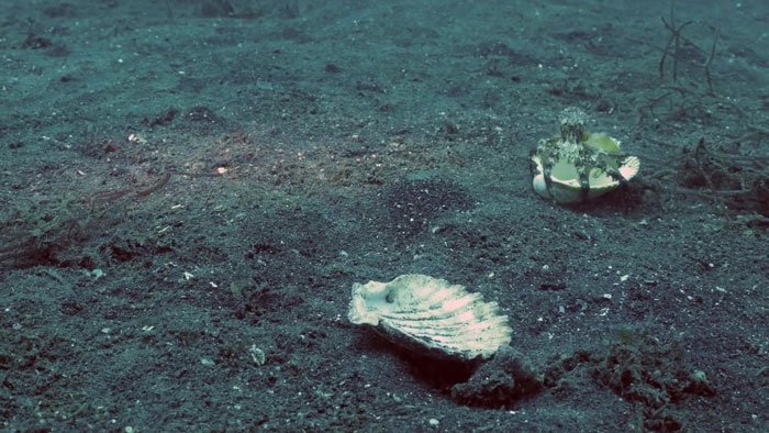 diver-trades-shell-with-octopus