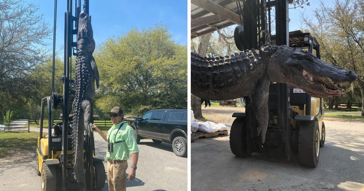 Dog Tags, Turtle Shells, And Spark Plug Discovered Inside Massive